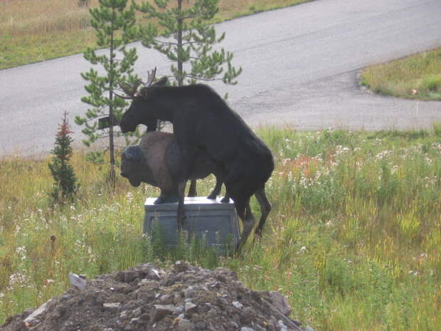 https://lambicpeach.files.wordpress.com/2008/10/moose-humping-a-statue.jpg