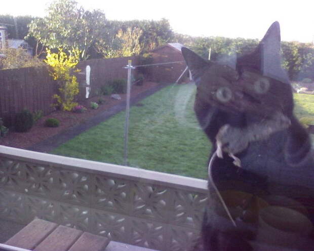 Приколы с котами. часть 12 (29 фото)