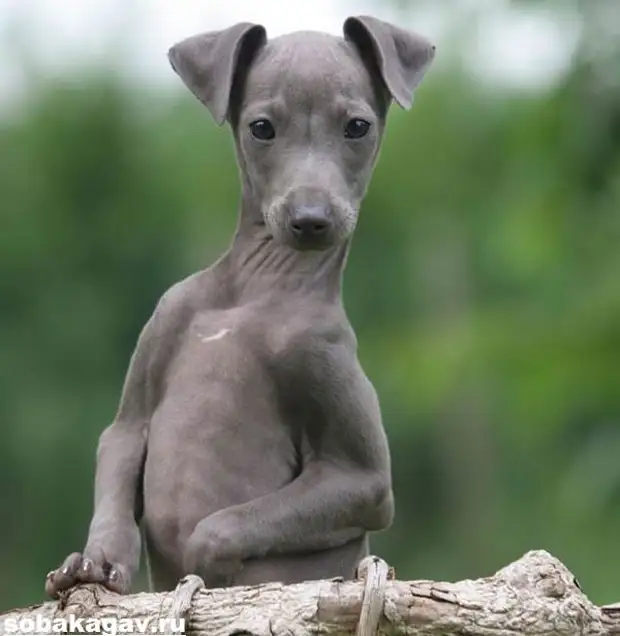 Грейхаунд собака. Описание, особенности, уход и цена грейхаунда