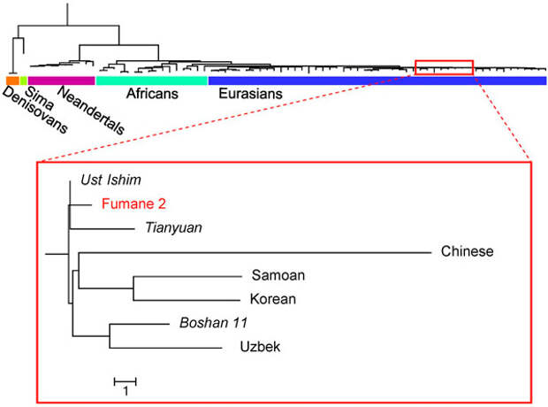 Рис. 3. Положение человека из пещеры Фумане на генеалогическом дереве
