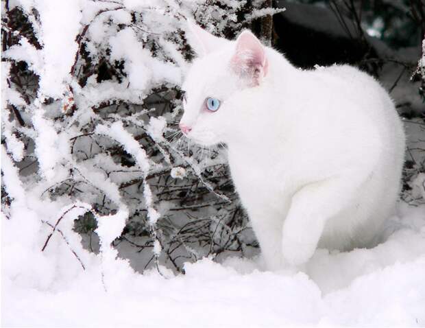 white_cat_and_white_snow-902074.jpg