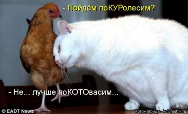 Новая котоматрица на Бугаге (32 фото)