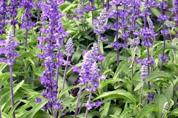 102715170_large_1363044398_shalfej