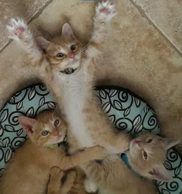 Мурчалки животные, жизнь, киски, коты