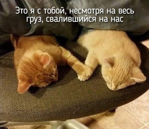 20 животных, которые ведут себя совсем как я животные, позитив