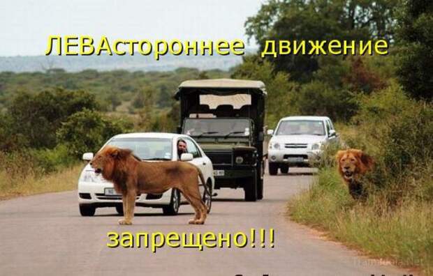 Летняя подборка Котоматриц 2010 - Выпуск 18