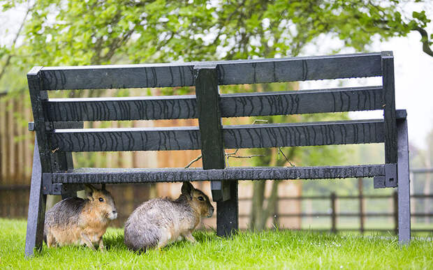 Мары, также известные как патагонские зайцы, прячутся от дождя под скамейкой в зоопарке в Бедфордшире