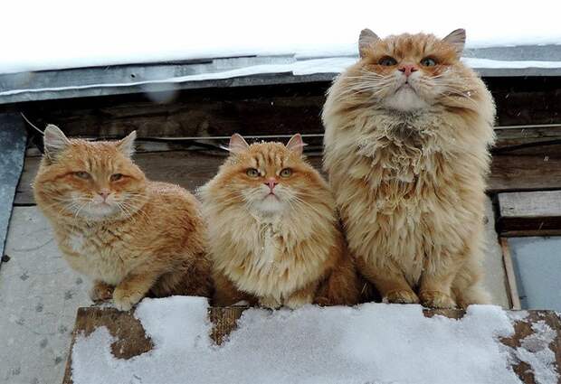 Необычная колония рыжих под Барнаулом животные, коты