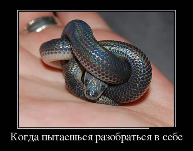 Демотиваторы №1202 (30 фото) Демотиваторы №1202 (30 фото)