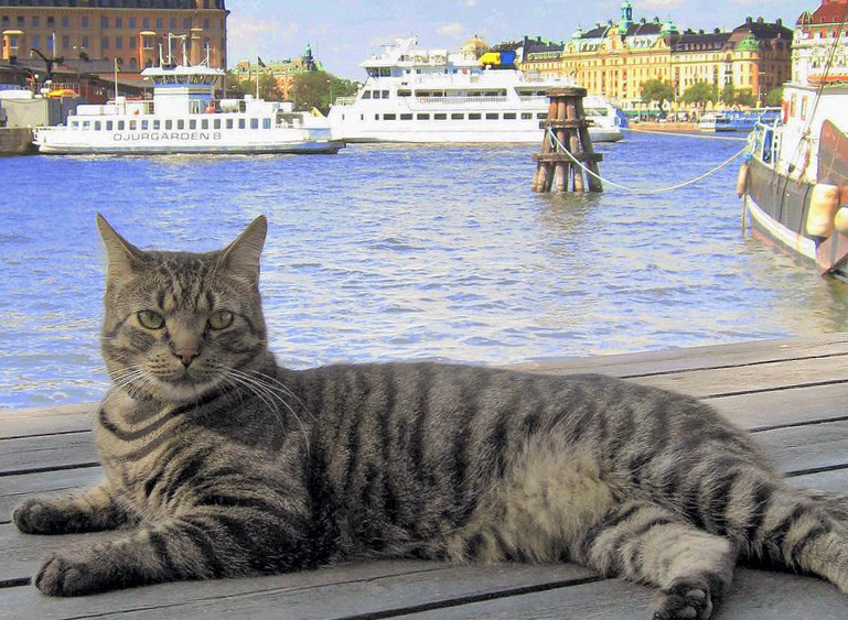 Кормить и поить — обязательно, мучить и бросать — запрещено