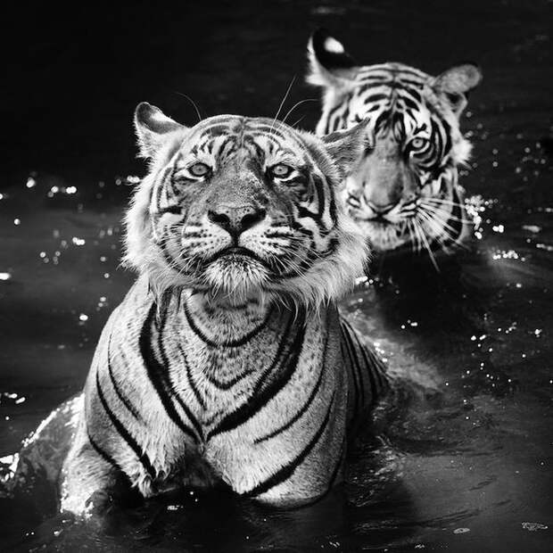 Необычные фотографии диких животных от Дэвида Ярроу дикая природа, животные, черно-белые фотографии