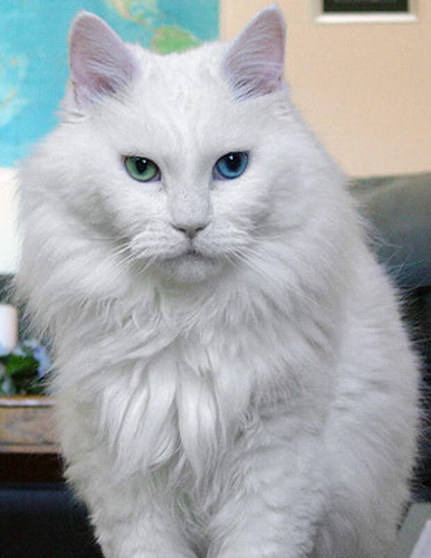 http://upload.wikimedia.org/wikipedia/commons/9/9b/Deaf_odd_eye_white_cat_sebastian.jpg