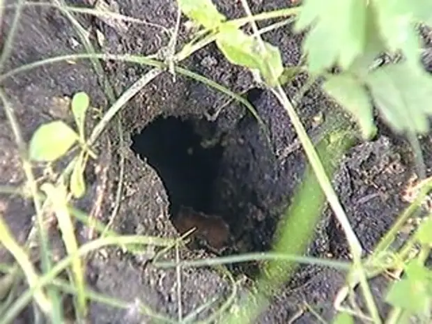 Luchshie Metody Borby S Medvedkoj Ogorod Sad Balkon Mediaplatforma Mirtesen