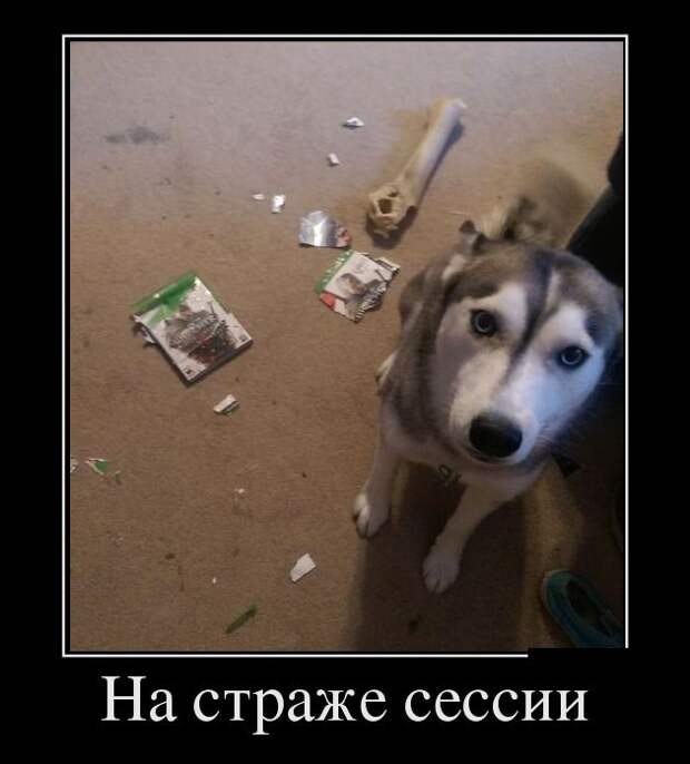 Пятничная подборка демотиваторов  демотиватор, юмор