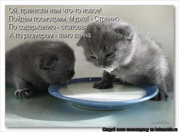 Котоматрицы(картинки с надписями)