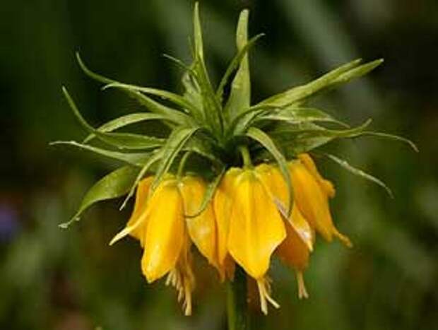 fritillaria (300x226, 8Kb)