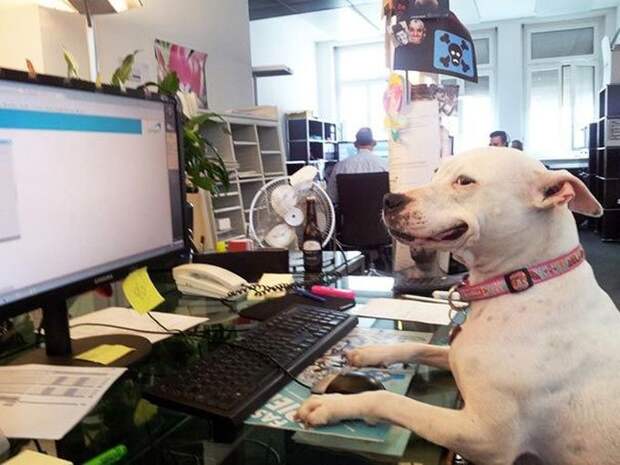 25. Дафни делает всё возможное, чтобы стат ь лучшей офисной собакой животные, офис, работа, собаки