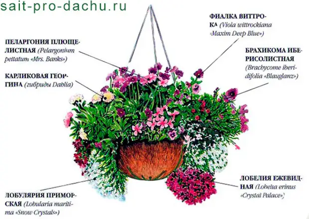 Схема посадки петунии гибридной