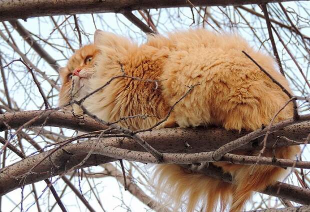 Siberian-Cats_photo-Alla-Lebedeva81