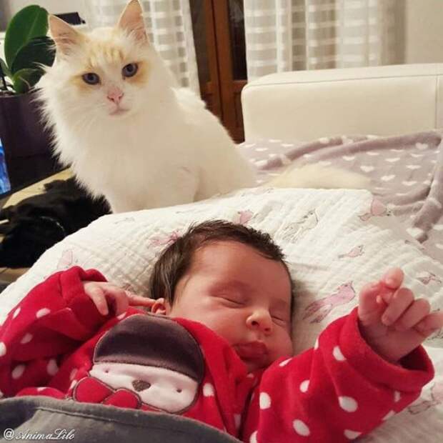 кошка нянчится с ребенком 