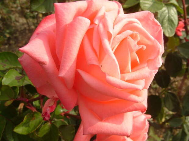 В ноябре цветет роза сорт Dolce Vita