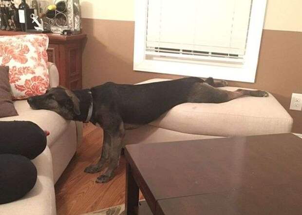 Пятничные фотоприколы