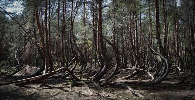 Семь самых страшных лесов планеты creepyforests02 Семь самых страшных лесов планеты