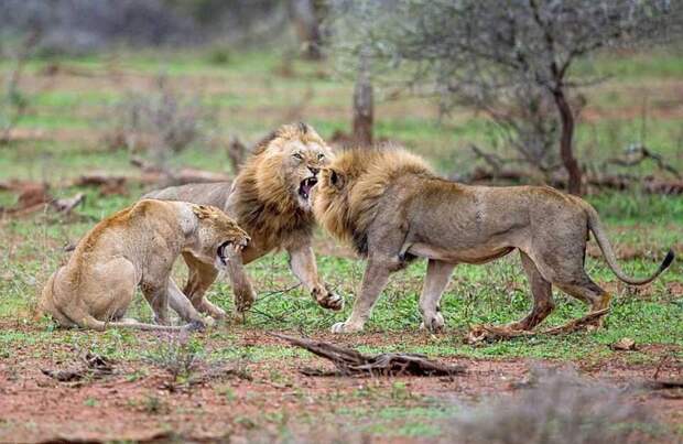 Схватка львов из-за самки животные, львы, самка, спаривание, схватка