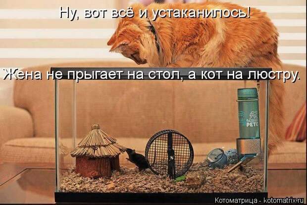 Лучшие котоматрицы недели
