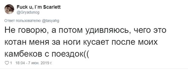 24. Тася Никитенко, животны, забавно, кот, кошка, люди, твиттер, юмор