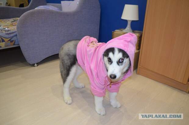 ЧудоХась