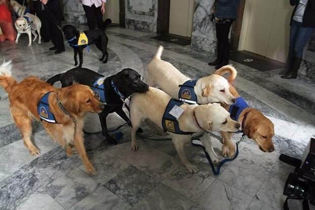 Как вы думаете, что эти собачки делают в помещении суда? животные, история, показания, собаки, стресс, суд