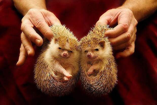 AnimalTwins08