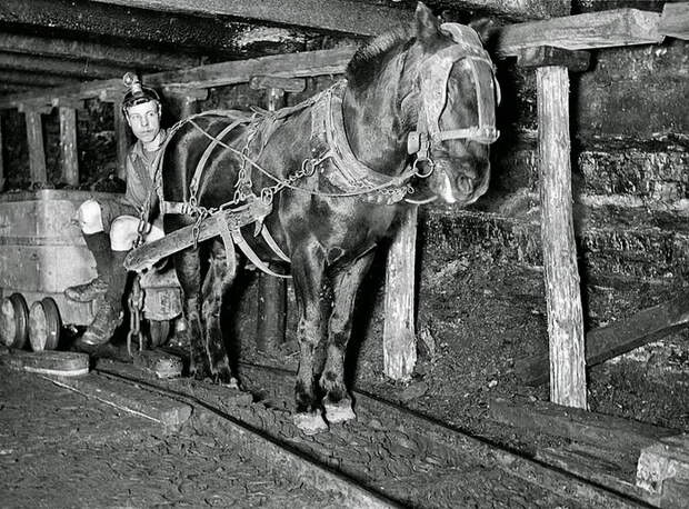 Лошади — основная рабочая сила в шахтах несколько веков назад.