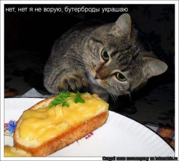 Котоматрица