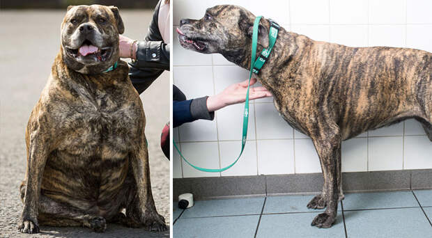 fat-animals-lose-weight-obesity-pet-fit-club-pdsa-uk-141