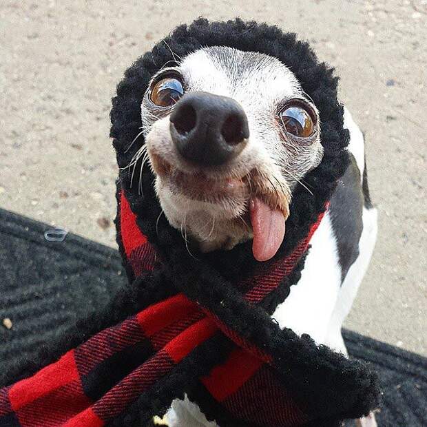 Zappa dog, двойник Сида из Ледникового периода, собака Заппа, собака с высунутым языком