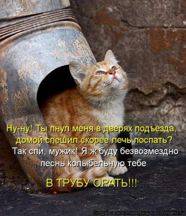 Котоматрицы(картинки с надписями)