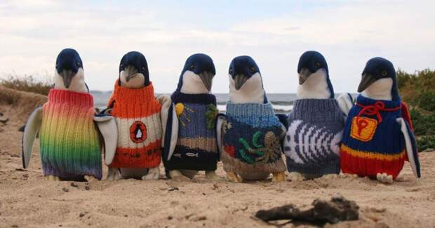 109-летний австралиец вяжет мини-свитера, которые спасают жизнь тысячам пингвинов