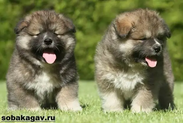 Кавказская овчарка собака. Описание, особенности, уход и цена кавказской овчарки