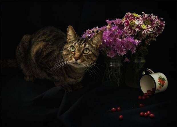 Котонатюрморты II Коты с цветами