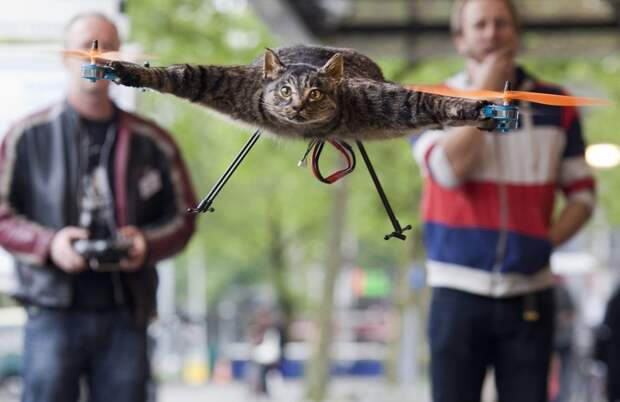 enhancef Летающий кот с моторчиками – ужас из Амстердама