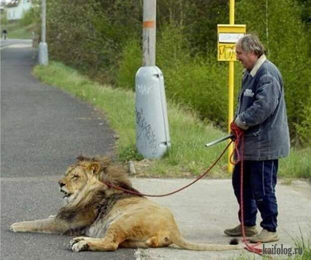 Необычные домашние животные (55 фото) Необычные домашние животные (55 фото)