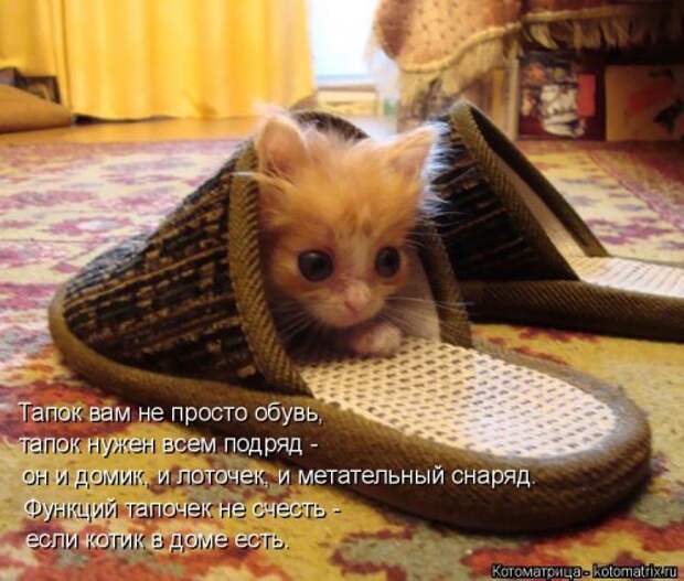 Новая котоматрица на Бугаге (30 фото)