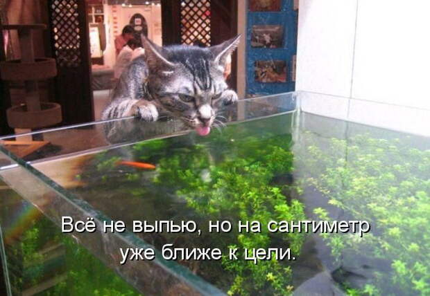 Лучшие котоматрицы недели (50 фото)