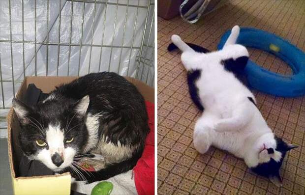 Бывшие бездомные коты до и после, кошки, преображение
