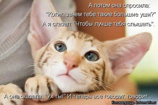 Лучшие котоматрицы недели