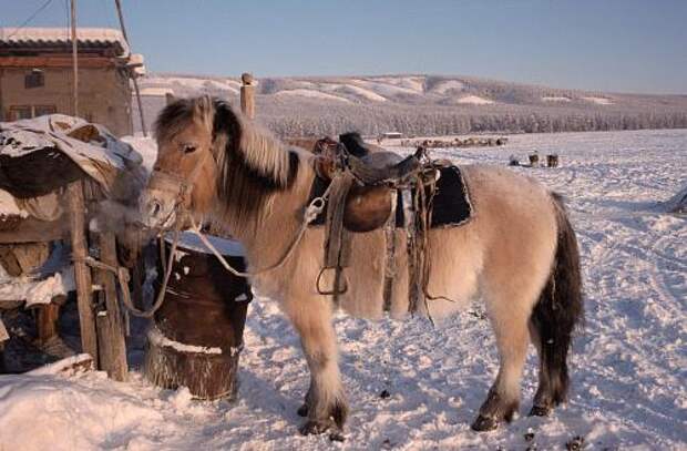 Якутская лошадь: характеристики, разведение и необходимый рацион питания