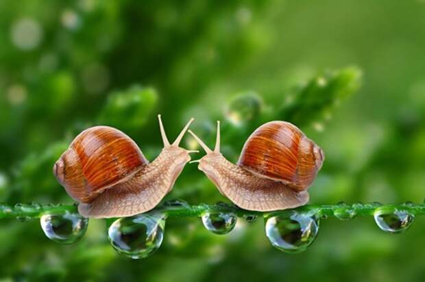 two-snails two-snails