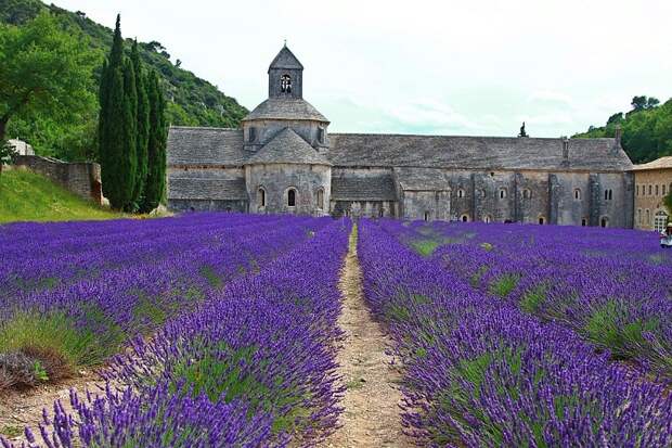 Лавандовые поля провинции Прованс, Франция. Фото